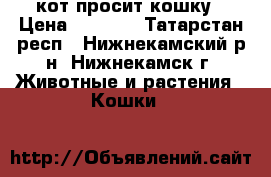 кот просит кошку › Цена ­ 1 000 - Татарстан респ., Нижнекамский р-н, Нижнекамск г. Животные и растения » Кошки   